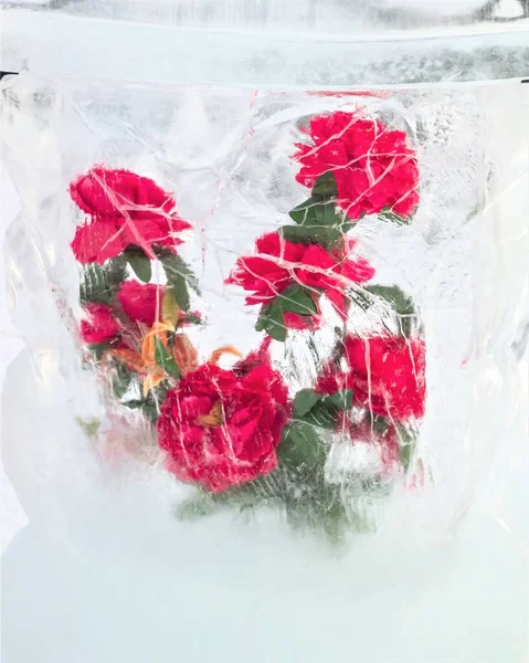 Bright Red Flowers Frozen Ice — Stock Photo, Image