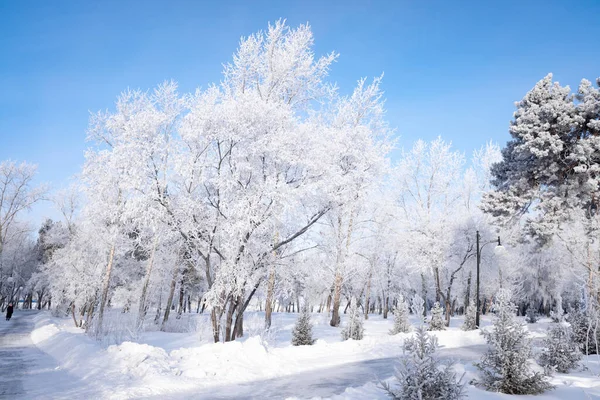 Bela Paisagem Inverno Com Árvores Cobertas Neve Céu Azul Neve — Fotografia de Stock