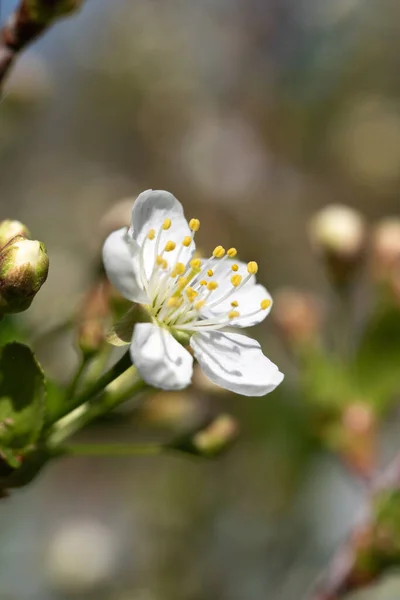 Bílá Třešeň Květiny Jarní Příroda — Stock fotografie