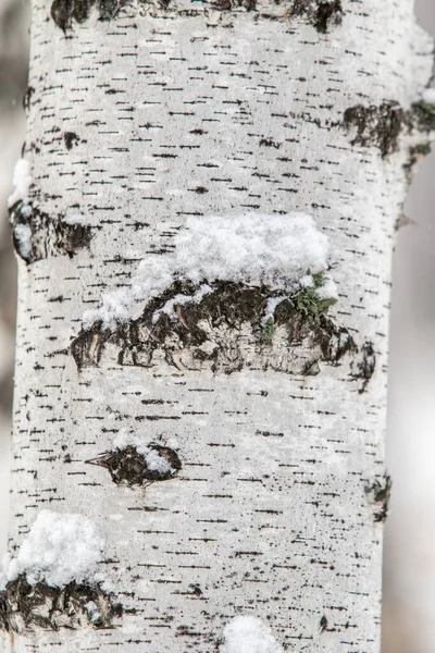 자작나무 줄기의 — 스톡 사진