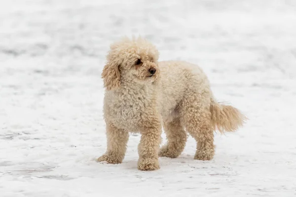 Dog Snow White Shaggy Mini Goldendoodle Puppy Snow — Stock Photo, Image