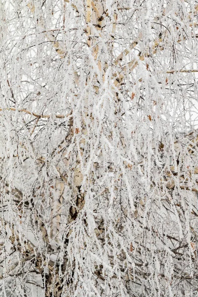 Zimní Mrazivé Větve Krásné Větve Stromů Chrastítkem Sněhem Úžasné Zimní — Stock fotografie