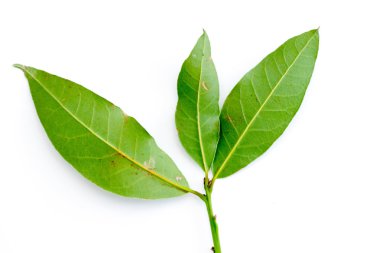 Yeşil defne ağacının yaprakları