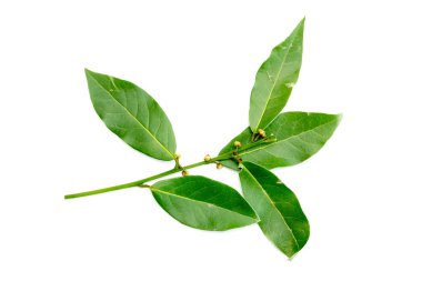 Yeşil defne ağacının yaprakları