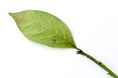 Yeşil defne ağacının yaprakları