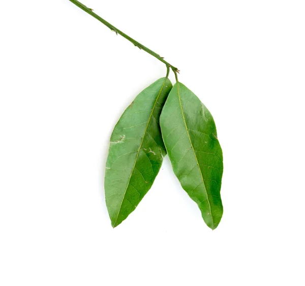 Zelené listy stromu vavřínu — Stock fotografie