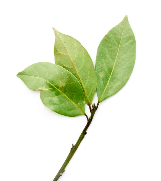 月桂樹の木の緑を葉します。 — ストック写真