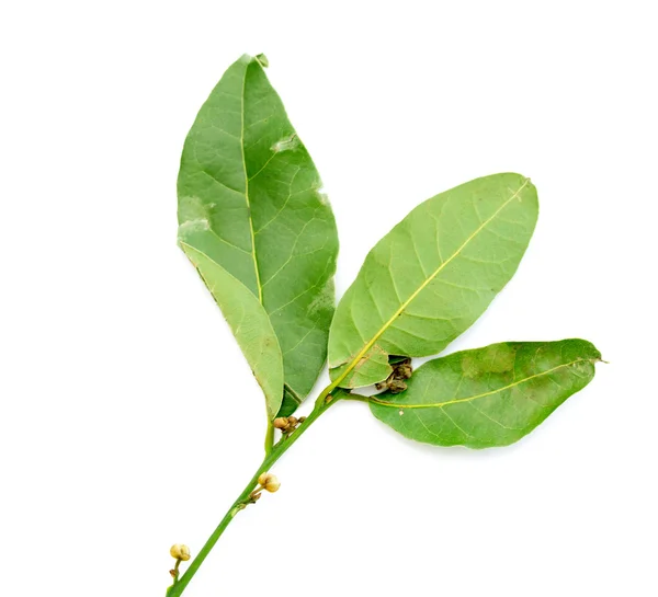 Grüne Blätter des Lorbeerbaums — Stockfoto