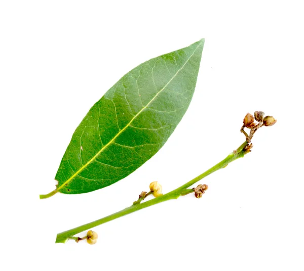 Green leaves of the laurel tree — Stock Photo, Image