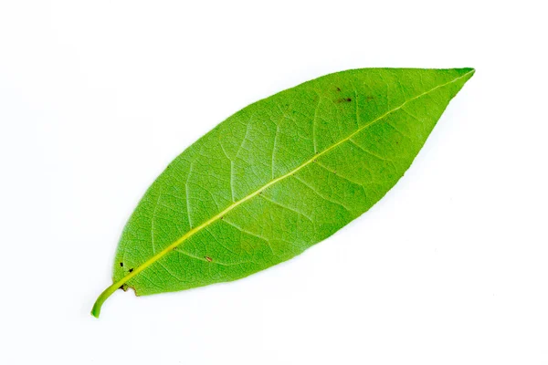 Folhas verdes da árvore de loureiro — Fotografia de Stock