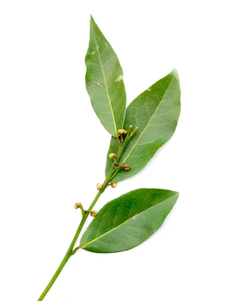 Green leaves of the laurel tree — Stock Photo, Image