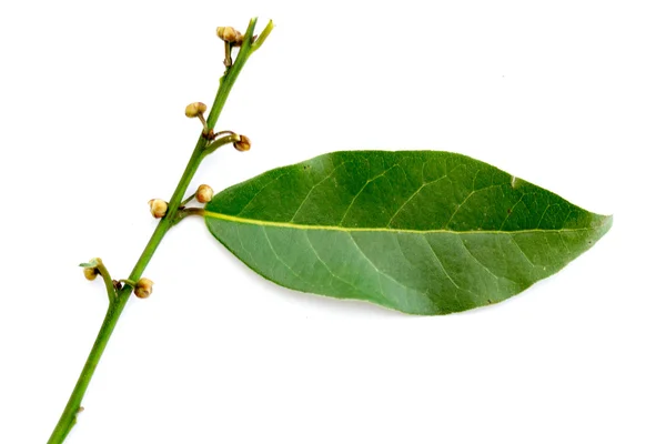 Green leaves of the laurel tree — Stock Photo, Image