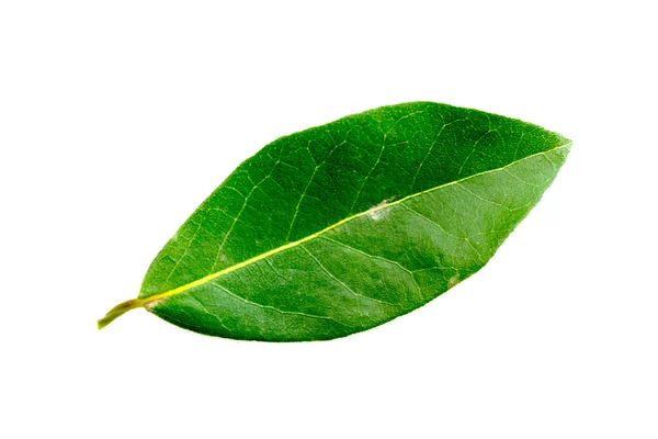 Green leaves of the laurel tree — Stock Photo, Image