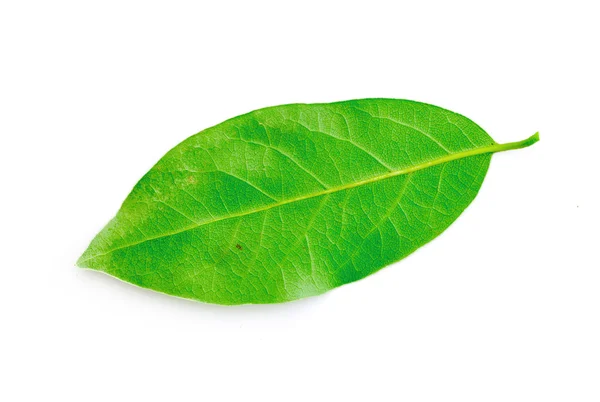 Grüne Blätter des Lorbeerbaums — Stockfoto