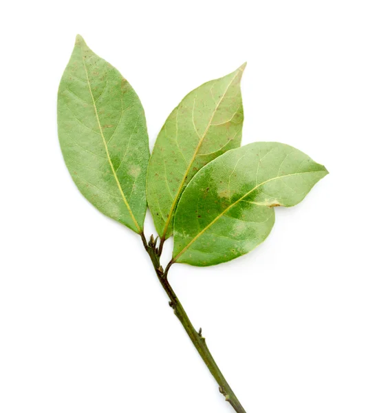 月桂樹の木の緑を葉します。 — ストック写真
