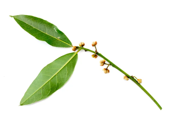 Green leaves of the laurel tree — Stock Photo, Image