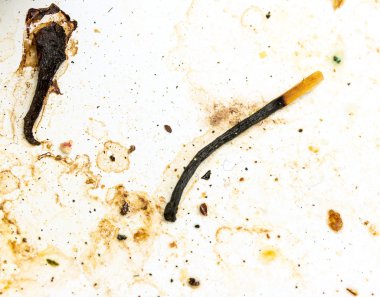 Toprak zemin üzerine yanmış eşleşmeleri grup