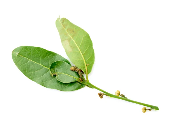 Зелене листя лаврового дерева — стокове фото