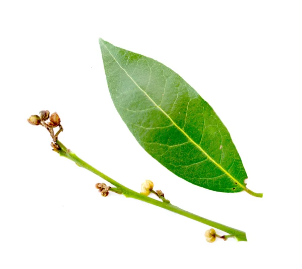 Groene bladeren van de boom laurel — Stockfoto