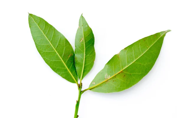 Green leaves of the laurel tree — Stock Photo, Image