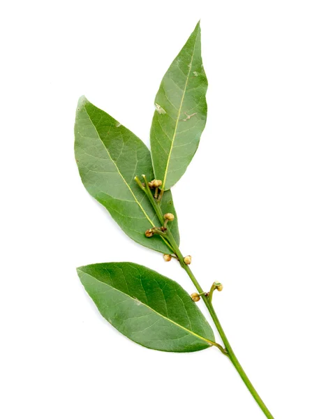 Zielonych liści laurowych — Zdjęcie stockowe
