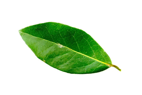 Groene bladeren van de boom laurel — Stockfoto