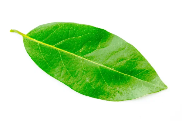 Groene bladeren van de boom laurel — Stockfoto