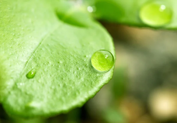 Nature — Stock Photo, Image