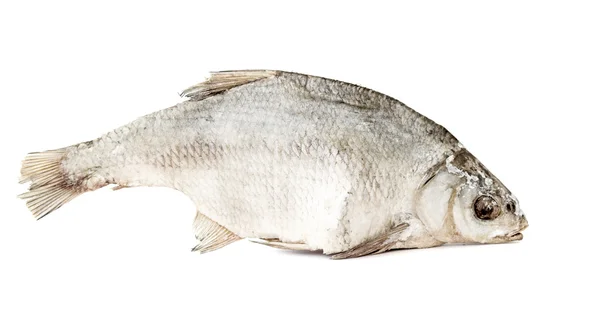 Pesce — Foto Stock