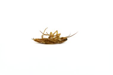 Cockroach on white background clipart