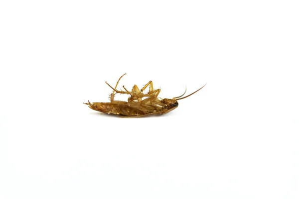 Cockroach on white background — Stock Photo, Image