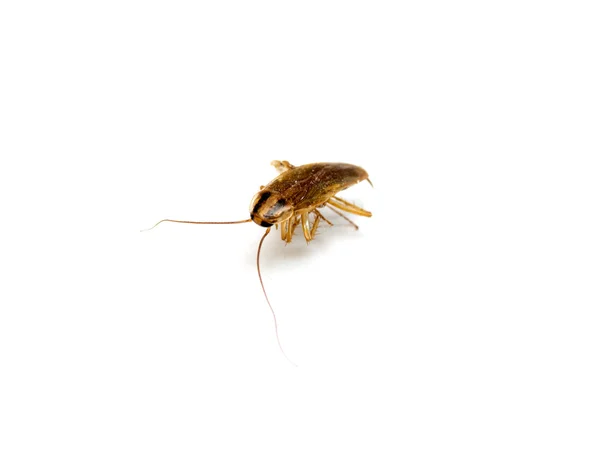 Cockroach on white background — Stock Photo, Image