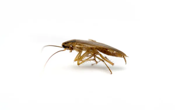 하얀 배경에 있는 바퀴벌레 — 스톡 사진