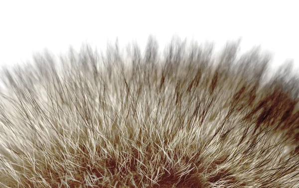 Close up of an animal fur — Stock Photo, Image