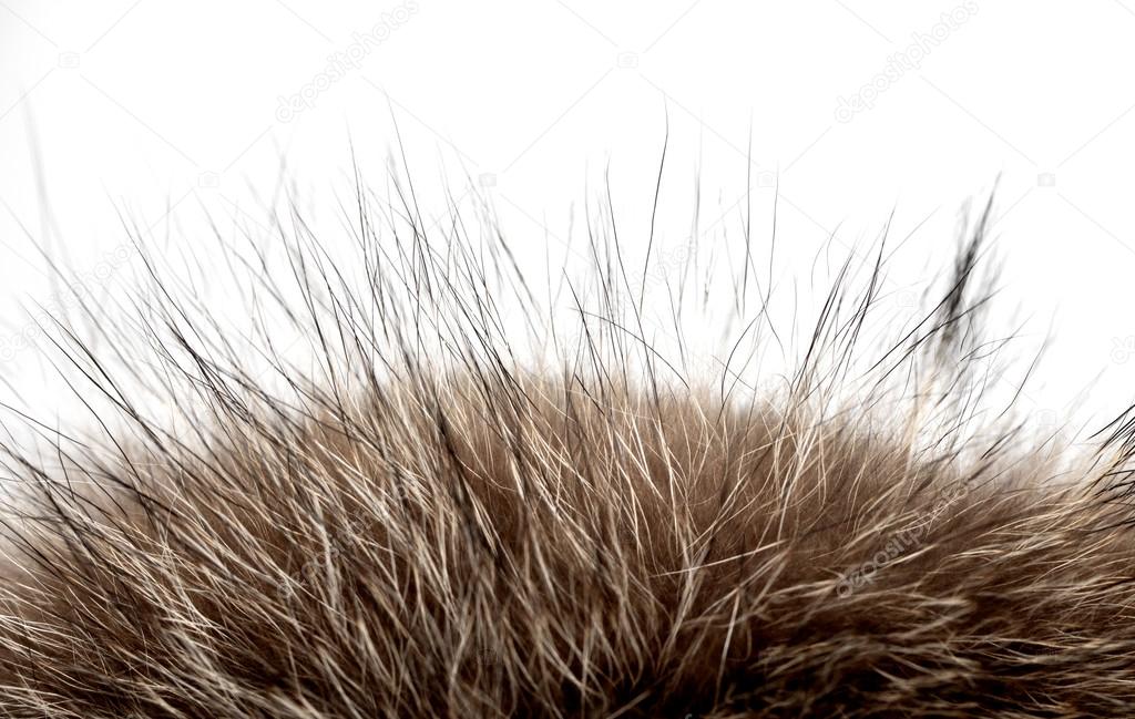 Close up of an animal fur
