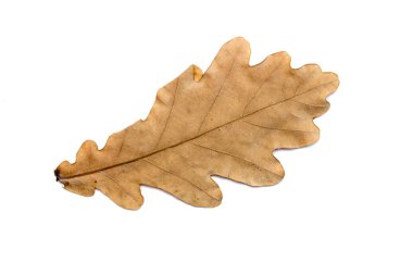 Doğa