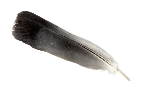 Feather — Stock Photo, Image