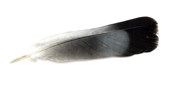 Feather — Stock Photo, Image