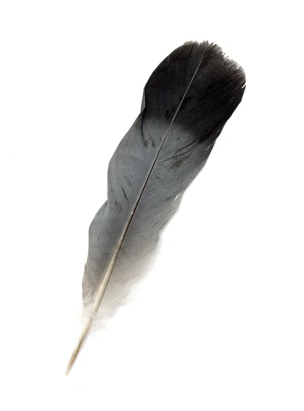 Feather — Stock Photo, Image