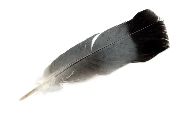 Feather — Stock Photo, Image