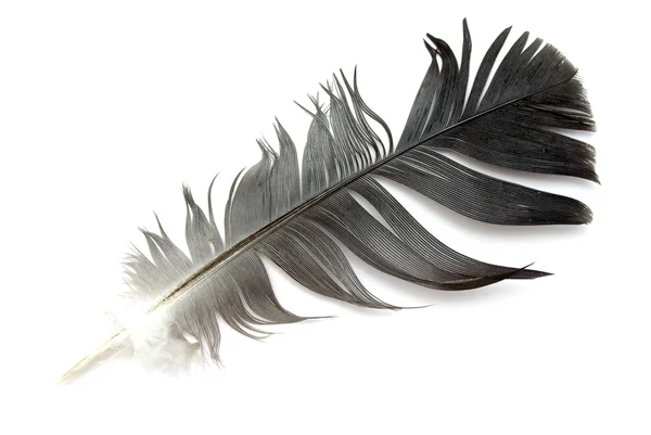 Feather — Stock Photo, Image