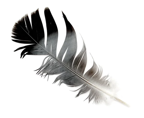 Feather — Stock Photo, Image