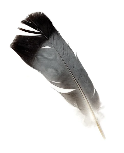 Feather Stock Image