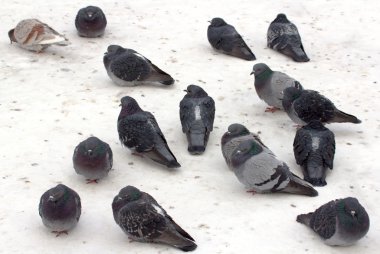 Karda yabani güvercin