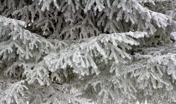 Natuur — Stockfoto