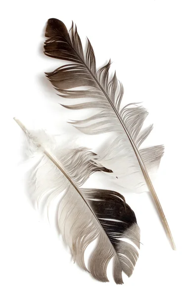 Bird feather — Stock Photo, Image