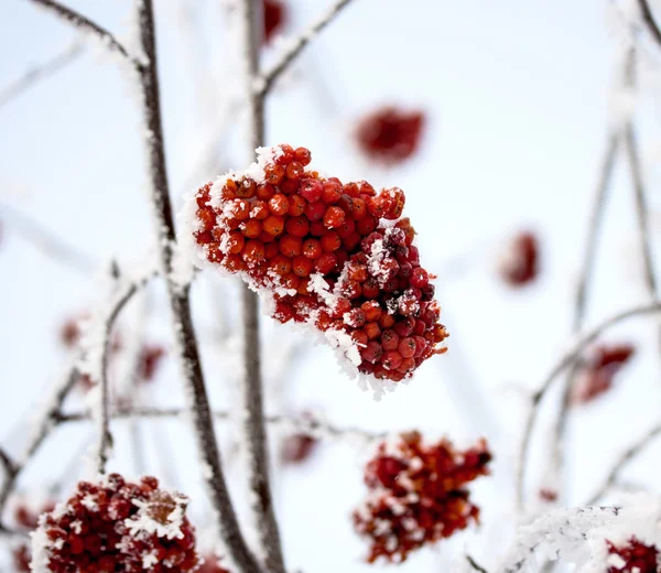 Nature — Stock Photo, Image