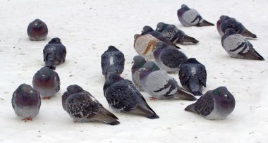 Karda yabani güvercin