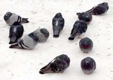 Karda yabani güvercin