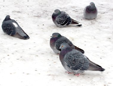 Karda yabani güvercin